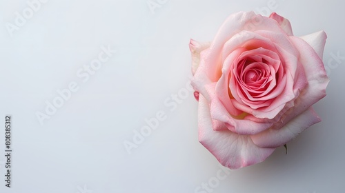 Top view of pink rose flower isolated background. empty space Wedding invitation cards. Valentine s day or mother day holiday concept 