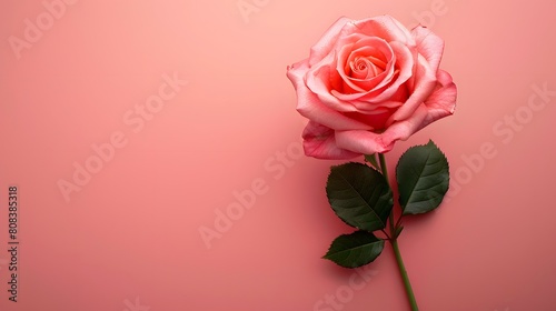 Top view of pink rose flower isolated background. empty space Wedding invitation cards. Valentine s day or mother day holiday concept 