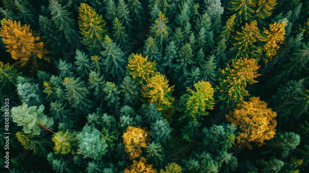 Aerial Symphony: Majestic Pines Forest from Above