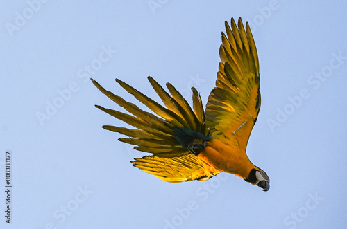 Wild flying macaw