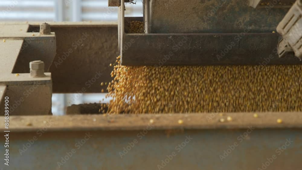 soybeans being deposited in the truck bed at silo. soybeans being deposited in the truck bed at silo.