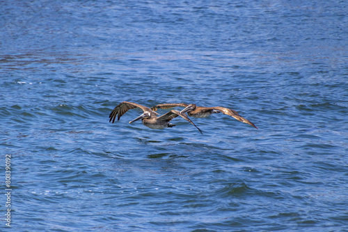 Two California Brown pelicans flying over ocean water photo