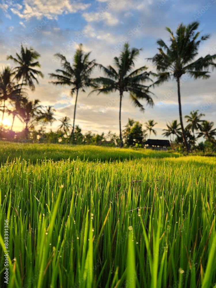 Fototapeta premium Rice Field Morning Vibes