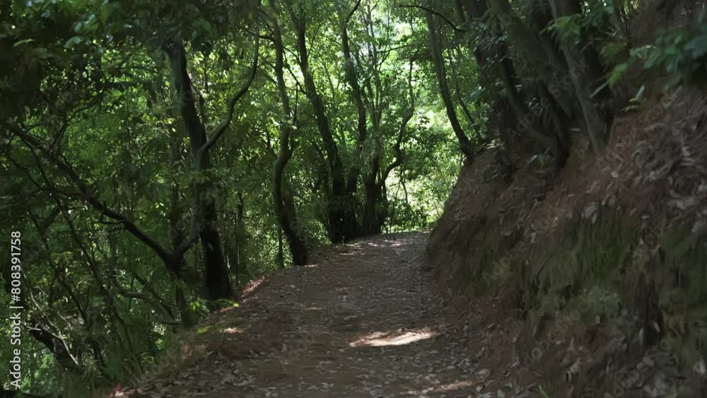 First person view slow motion on a forest road 4k First person view slow motion on a forest road 4k