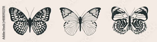 Three elegant, graceful butterflies in retro style, top view. Moth vector illustration, hand drawn with ink. Beautiful monochrome exotic insects.
