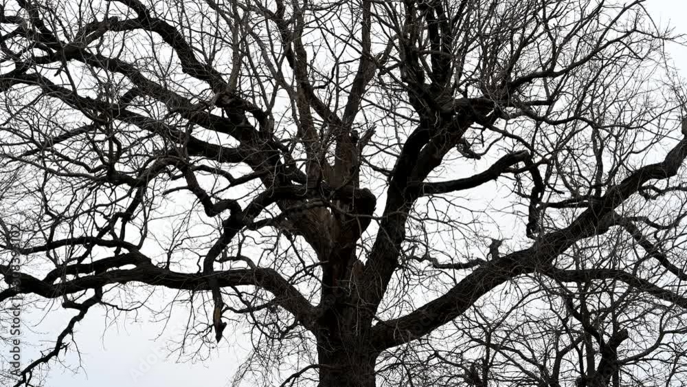 A video of a large oak tree in the winter months lightly blowing in the wind on a over casted day. The tree is dark and the slight shadow information creates a horror-like feeling contrast. 