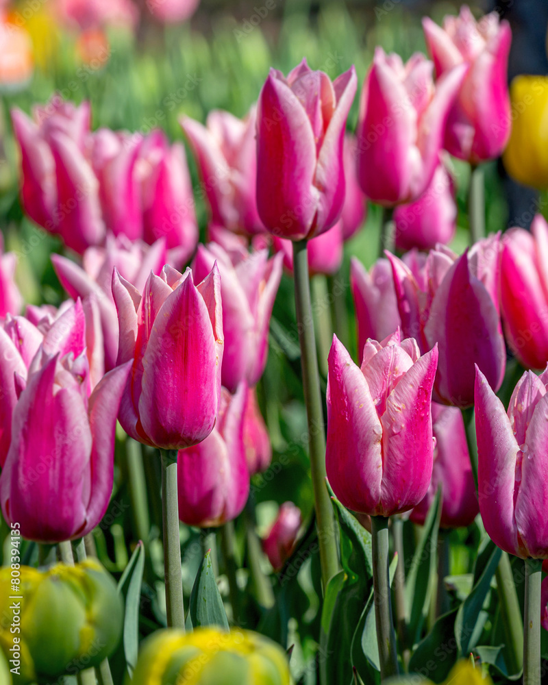 Closeup images of Tulipa Sanne, or Lily-flowered Tulip Closeup images of Tulipa Sanne, or Lily-flowered Tulip