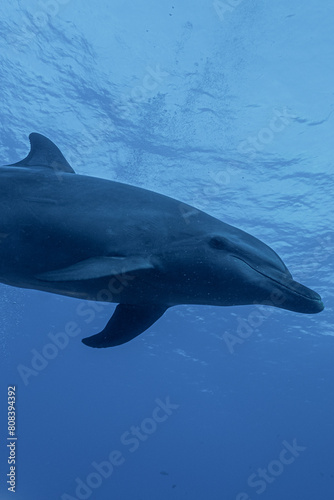 dolphin in the water © loulou372011