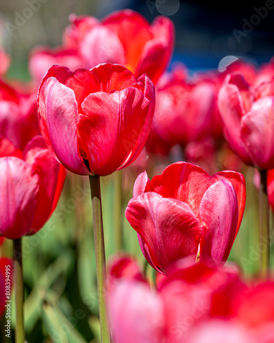 Closeup images of Tulipa Big Love