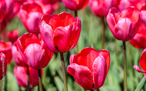 Closeup images of Tulipa Big Love