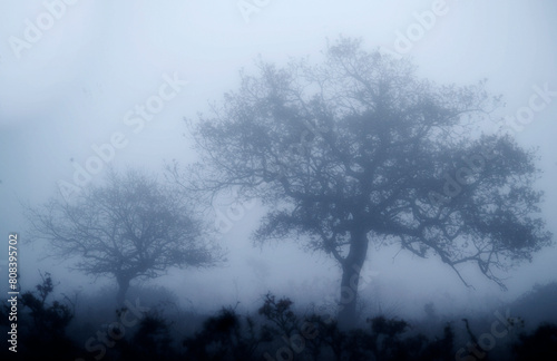 Trees in the Fog in the Ortakis forest. Bolotana. Sardinia. Italy  Nuoro 
