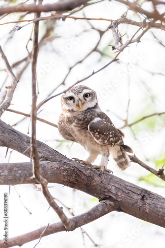 owl sitting on a branch- Spotted owlet captured in INDIA -Athene brama