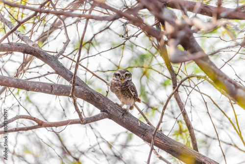 owl sitting on a branch- Spotted owlet captured in INDIA -Athene Brama