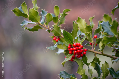 holly berries on a sky, Holly, ilex aquifolium Badde Salighe Forest - Ortakis - Mularza Noa. Bolotana, Sassari, Sardinia. Badde Salighe forest in winter, Sardinia, Italy photo