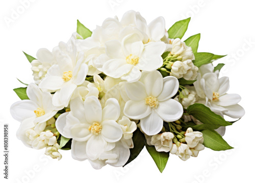 PNG White jasmine flower blossom plant. © Rawpixel.com