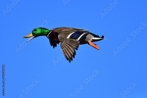 Mallard duck in the sky