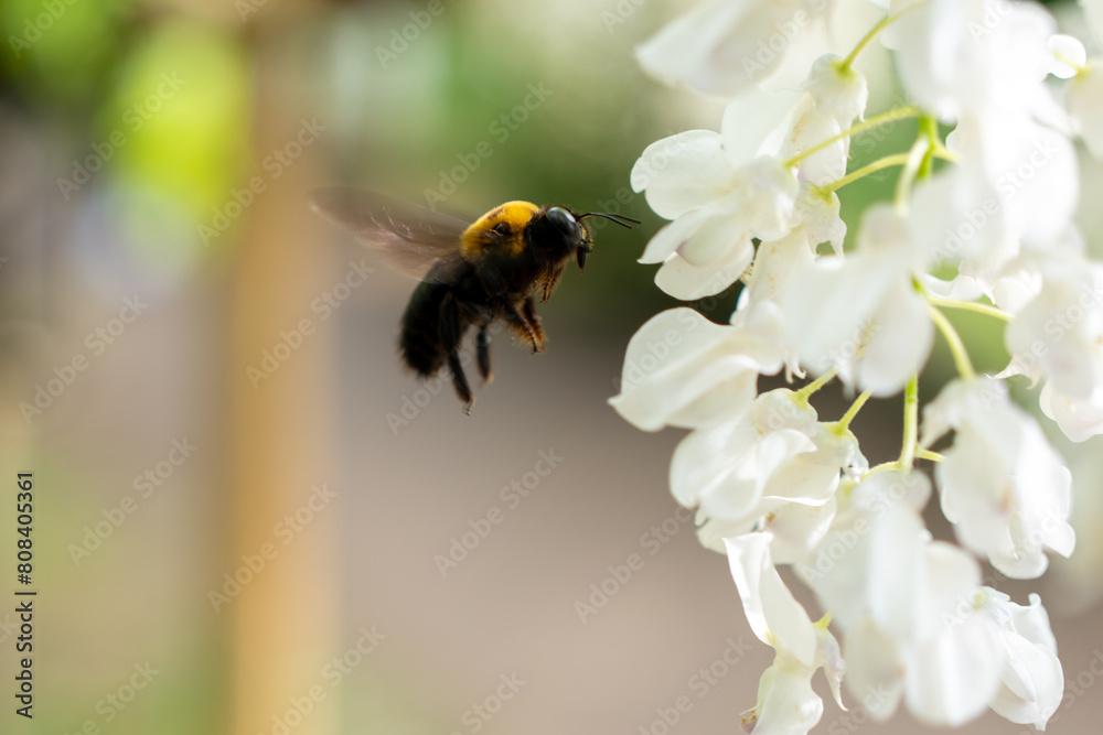 Japan Kyoto Blank space Wisteria Travel Japan Kyoto Blank space Wisteria Travel