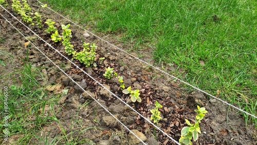 Line row of fencing with thread of planted plants, gardening, plant care.