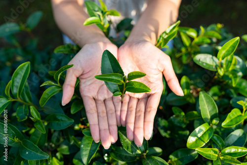 Woman hands holding tea leaves at organic tea plantation in the morning. People tourist enjoy outdoor lifestyle travel nature farm and learning to harvesting tea leaves in Chiang mai, Thailand.