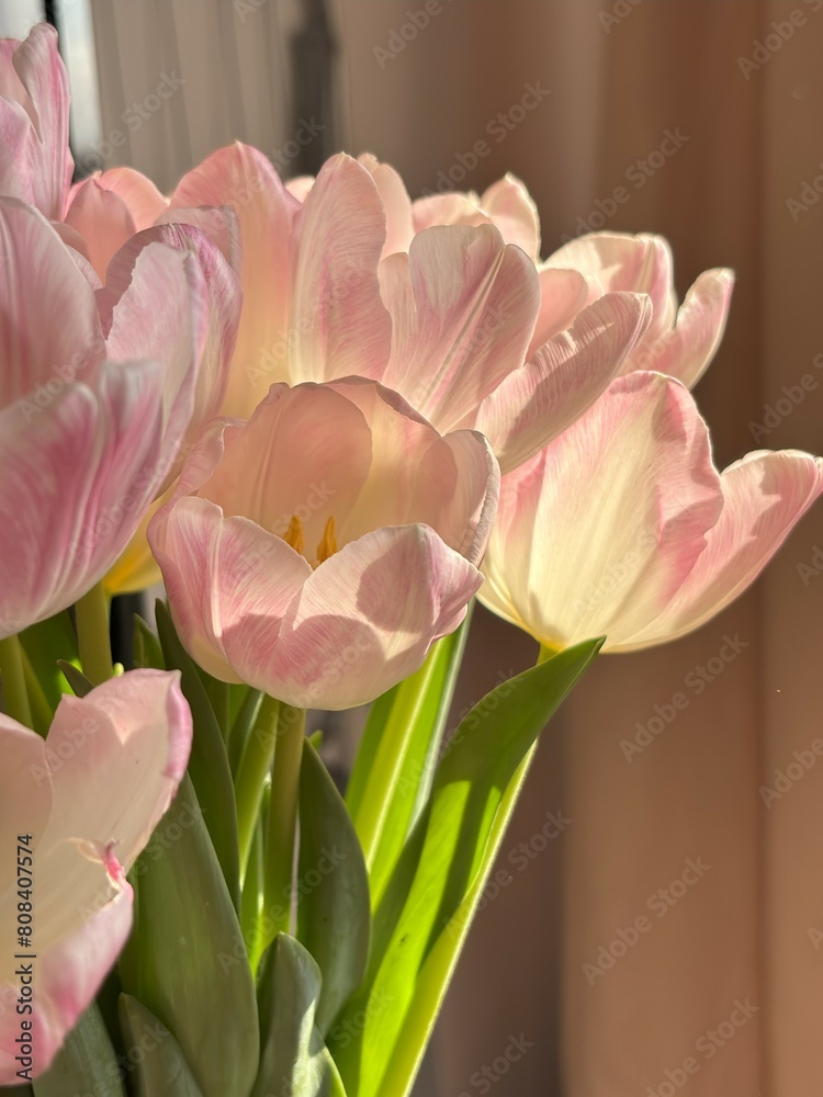 Фотография Tulips: Elegance personified