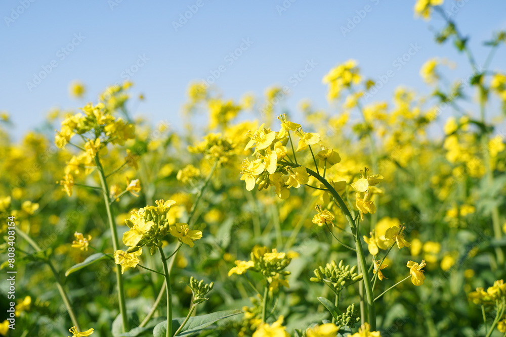 Yellow rape flowers bloom in spring