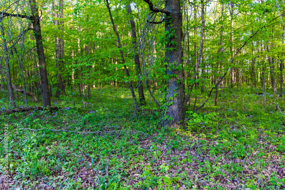 Forest with Flowers, Glacier Ridge Metro Park, Dublin, Ohio Forest with Flowers, Glacier Ridge Metro Park, Dublin, Ohio