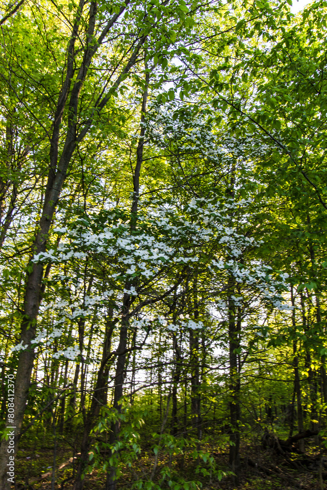 Forest with Flowers, Glacier Ridge Metro Park, Dublin, Ohio Forest with Flowers, Glacier Ridge Metro Park, Dublin, Ohio