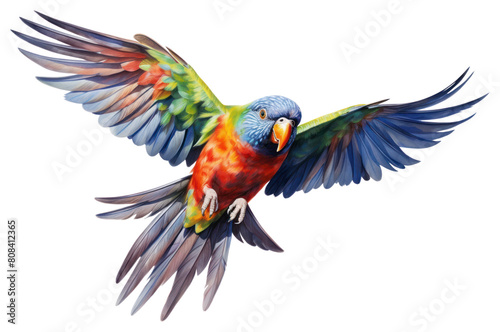 PNG Cute chunky rainbow lorikeet flying bird parrot animal.