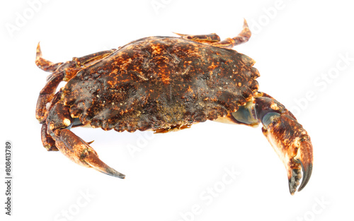 single live rock crab isolated on white background