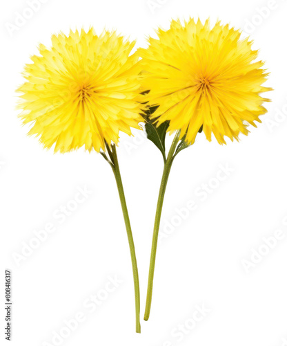 PNG Dandelion flower dandelion plant white background.