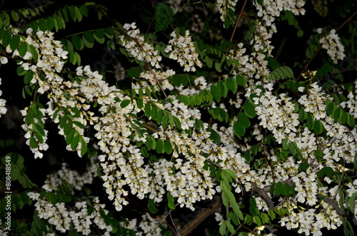 
Blooming white acacia shot at night close-up.