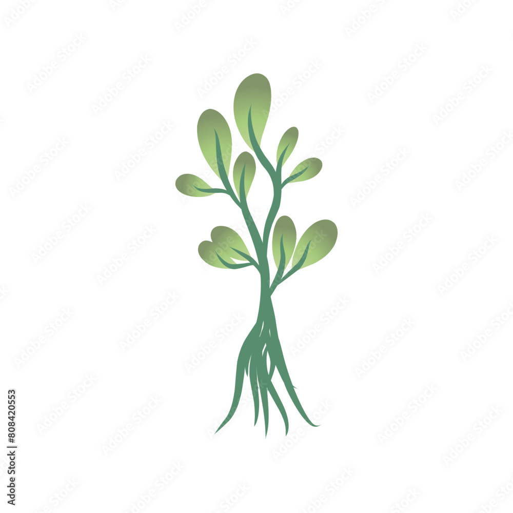 plant isolated on white background