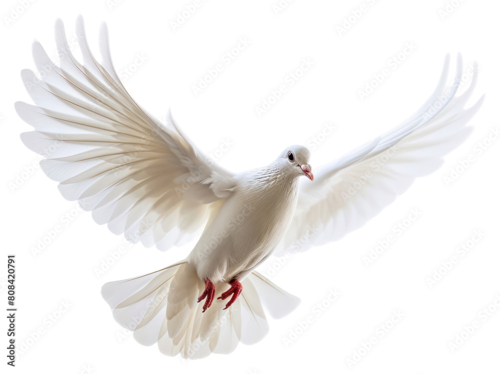 PNG Bird animal flying white.