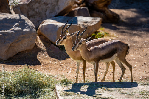A Speke Gazelle in Tucson, Arizona