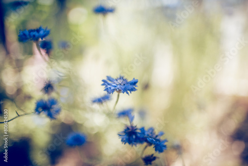Summer Blue wildflowers -cornflowers.