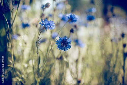 Summer Blue wildflowers -cornflowers.