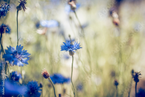 Summer Blue wildflowers -cornflowers.