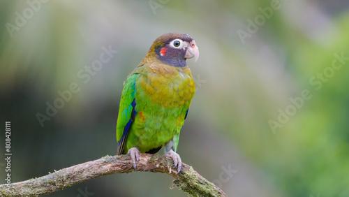 brown-hooded parrot on a branch and facing the camera in costa rica
