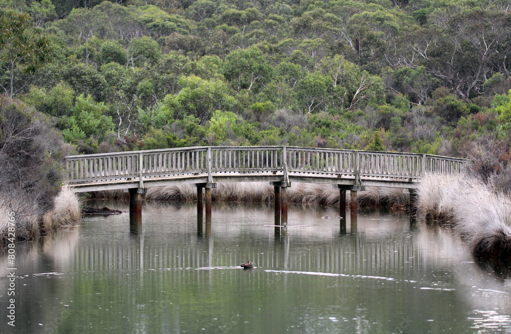 Wooden bridge over water with trees and ducks at Coogoorah Park at Anglesea, Victoria, Australia