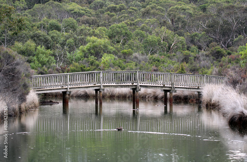 Wooden bridge over water with trees and ducks at Coogoorah Park at Anglesea, Victoria, Australia photo