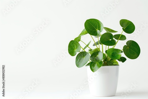 A Chinese money plant with round leaves in a plain white pot, isolated on a white background