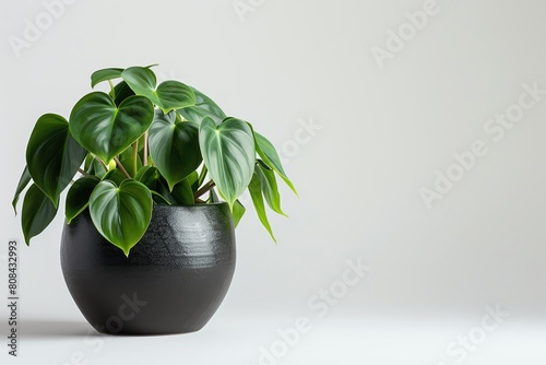 Wallpaper Mural A philodendron with heartshaped leaves in a shiny black ceramic pot, isolated on a white background Torontodigital.ca