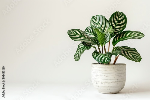 A calathea with its leaves displaying beautiful patterns in a simple white pot, isolated on a white background