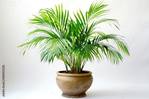 An areca palm in a large pot with a glossy finish, providing a tropical look, isolated on a white background