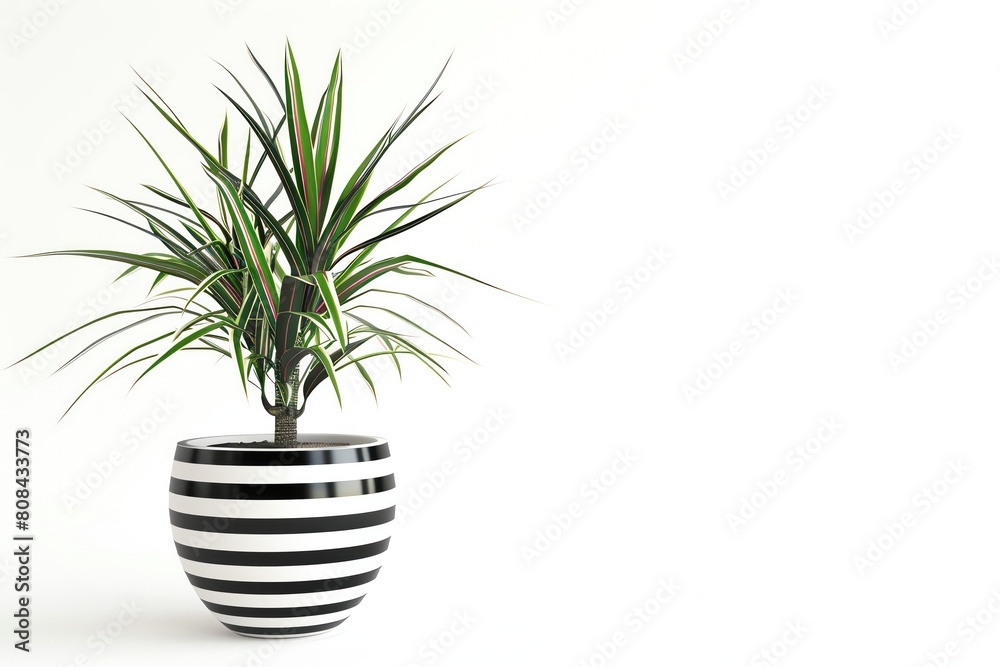 A dracaena marginata with rededged leaves in a black and white striped pot, isolated on a white background A dracaena marginata with rededged leaves in a black and white striped pot, isolated on a white background
