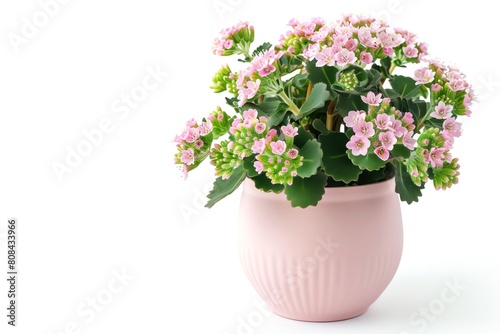 A kalanchoe with small pink blooms in a soft pink pot, isolated on a white background