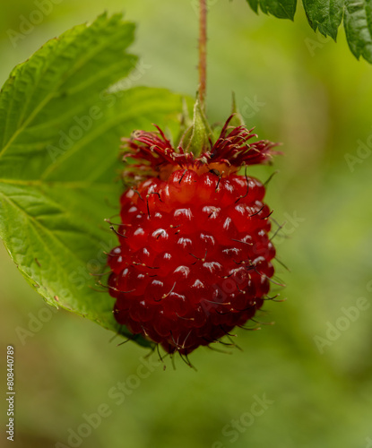 Large Salmonberry Ripens In The Forest Of Olympic © kellyvandellen