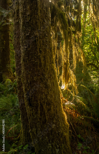 Morning Light Filters Through Thick Moss On Tree Trunk