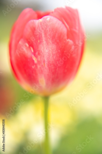 Close-up of a red tulip flower