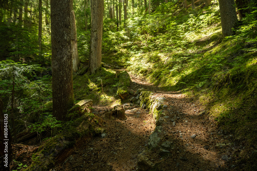 Morning Sun Warms A Switchback In The Trail In Mount Rainier